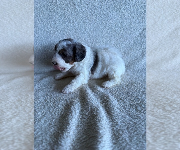 Medium Photo #3 Poodle (Miniature) Puppy For Sale in MUNFORDVILLE, KY, USA