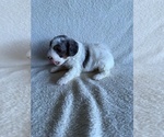Small #2 Poodle (Miniature)