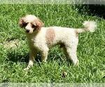 Small #2 Poodle (Miniature)