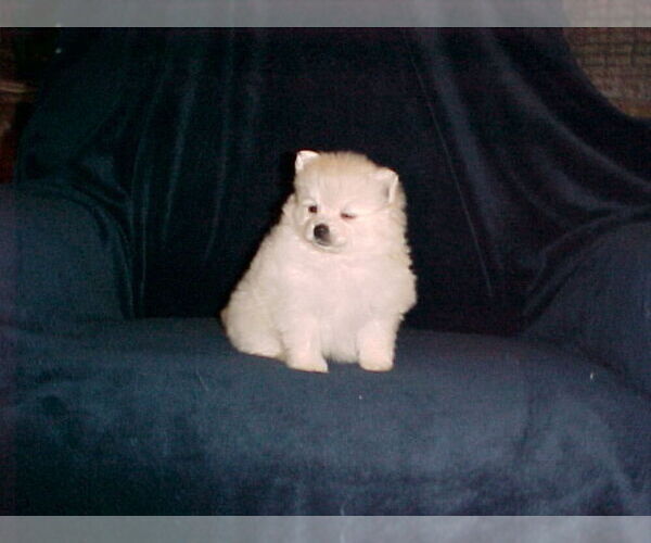 Medium Photo #8 Pomeranian Puppy For Sale in APPLE VALLEY, CA, USA