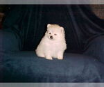 Small #7 Pomeranian