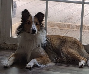Mother of the Shetland Sheepdog puppies born on 05/19/2026
