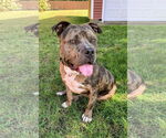 Small #17 American Bulldog Mix