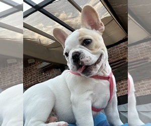 French Bulldog Puppy for sale in MOORE, OK, USA