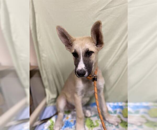 Medium Photo #1 German Shepherd Dog-Siberian Husky Mix Puppy For Sale in Modesto, CA, USA