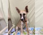 Small German Shepherd Dog-Siberian Husky Mix