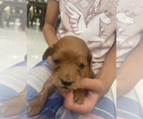 Medium Photo #8 Cavapoo (Standard) Puppy For Sale in MIAMI, FL, USA