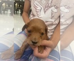 Small #7 Cavapoo (Standard)
