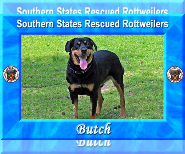 Medium Photo #11 Rottweiler-Unknown Mix Puppy For Sale in White Hall, AR, USA