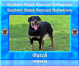 Butch - Male Rottweiler-Unknown Mix Dog for Adoption - Photo #11