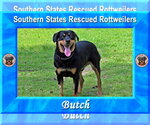 Small #10 Rottweiler Mix