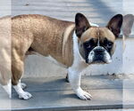 Small #1 French Bulldog