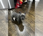 Small Photo #4 French Bulldog Puppy For Sale in MIDLOTHIAN, IL, USA