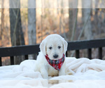 Small Photo #24 Goldendoodle Puppy For Sale in ROUGEMONT, NC, USA
