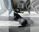 Small #1 Mutt