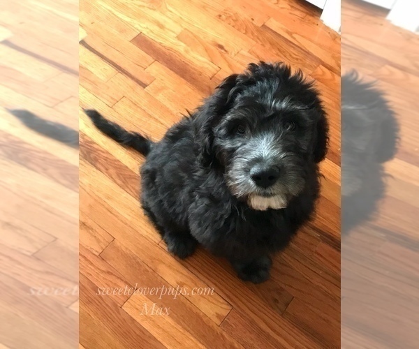 Medium Photo #3 Sheepadoodle Puppy For Sale in DUNCAN, OK, USA