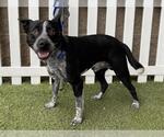 Small Border Collie Mix