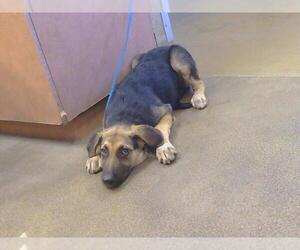 German Shepherd Dog Dogs for adoption in Sacramento, CA, USA