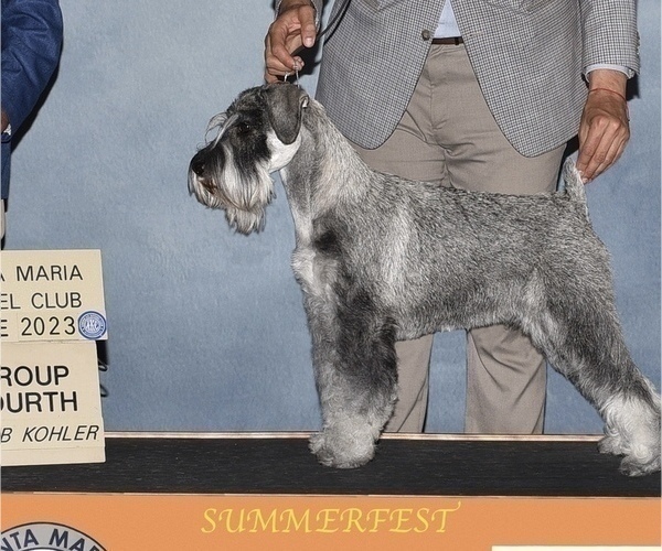Medium Photo #1 Schnauzer (Standard) Puppy For Sale in PISMO BEACH, CA, USA