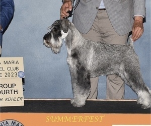 Mother of the Schnauzer (Standard) puppies born on 03/25/2025
