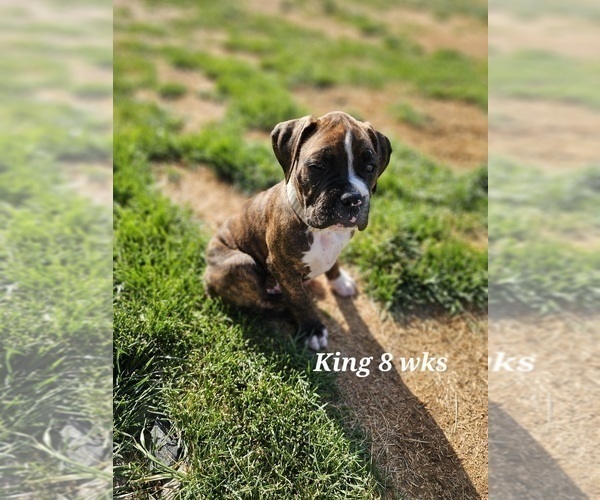 Medium Photo #2 Boxer Puppy For Sale in COMMERCE CITY, CO, USA