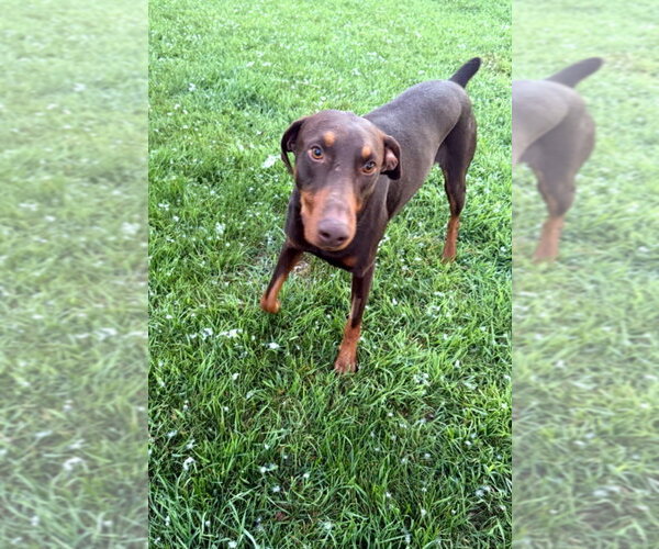 Medium Photo #10 Doberman Pinscher Puppy For Sale in Buffalo, MN, USA