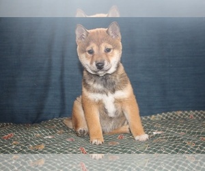 Shiba Inu Puppy for sale in PEMBROKE, KY, USA