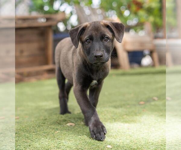 Medium Photo #9 Labrador Retriever-Unknown Mix Puppy For Sale in San Diego, CA, USA