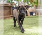 Small #8 Labrador Retriever Mix