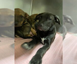 American Staffordshire Terrier-Unknown Mix Dogs for adoption in Waco, TX, USA