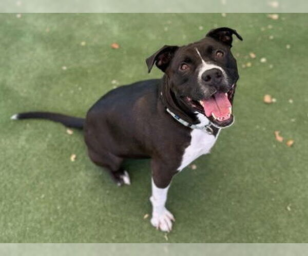 Medium Photo #2 American Pit Bull Terrier-Unknown Mix Puppy For Sale in Chandler, AZ, USA