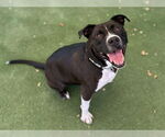 Small #1 American Pit Bull Terrier Mix