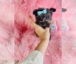 Small Biewer Terrier