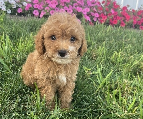 Medium Photo #1 Poodle (Toy) Puppy For Sale in KALONA, IA, USA
