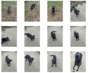 Teddy - Male Labrador Retriever-Unknown Mix Dog for Adoption - Photo #2