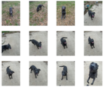 Small #1 Labrador Retriever Mix