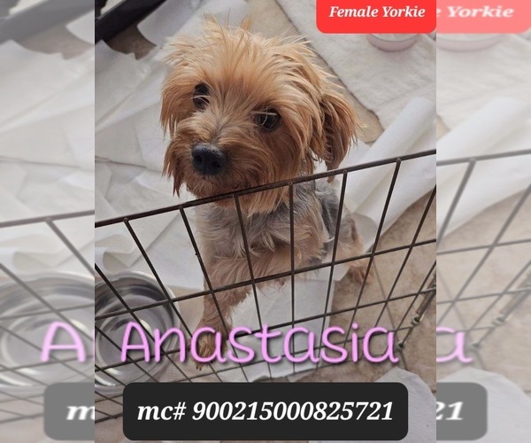 Medium Photo #1 Yorkshire Terrier Puppy For Sale in TUCSON, AZ, USA