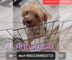 Mother of the Yorkshire Terrier puppies born on 06/04/2025