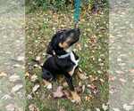 Small #2 Mutt