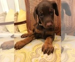 Small Photo #2 Doberman Pinscher Puppy For Sale in LAKE ODESSA, MI, USA