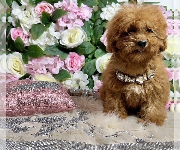 Medium Photo #42 Poodle (Toy) Puppy For Sale in HAYWARD, CA, USA