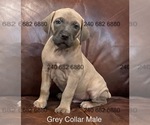 Puppy Gray Collar M Cane Corso