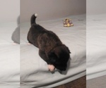 Small Photo #2 Akita Puppy For Sale in STATESVILLE, NC, USA