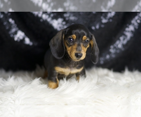 Medium Photo #87 Dachshund Puppy For Sale in WARSAW, IN, USA