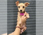 Small #6 Chihuahua Mix