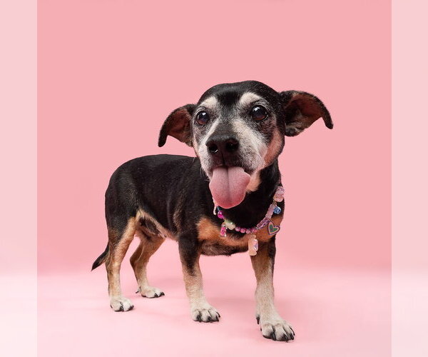 Medium Photo #3  Puppy For Sale in , 