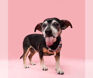 Chiweenie Dogs for adoption in Fruitland, SC, USA