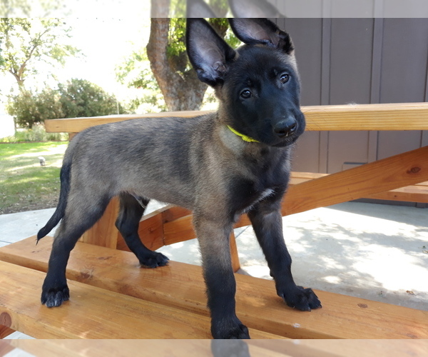 Medium Photo #4 Belgian Malinois Puppy For Sale in CORNING, CA, USA