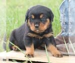 Small #3 Rottweiler