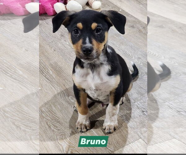 Medium Photo #2 Labrador Retriever-Unknown Mix Puppy For Sale in Marine City, MI, USA